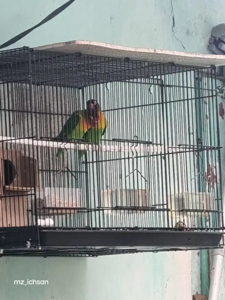 Sepasang Lovebird Produksi