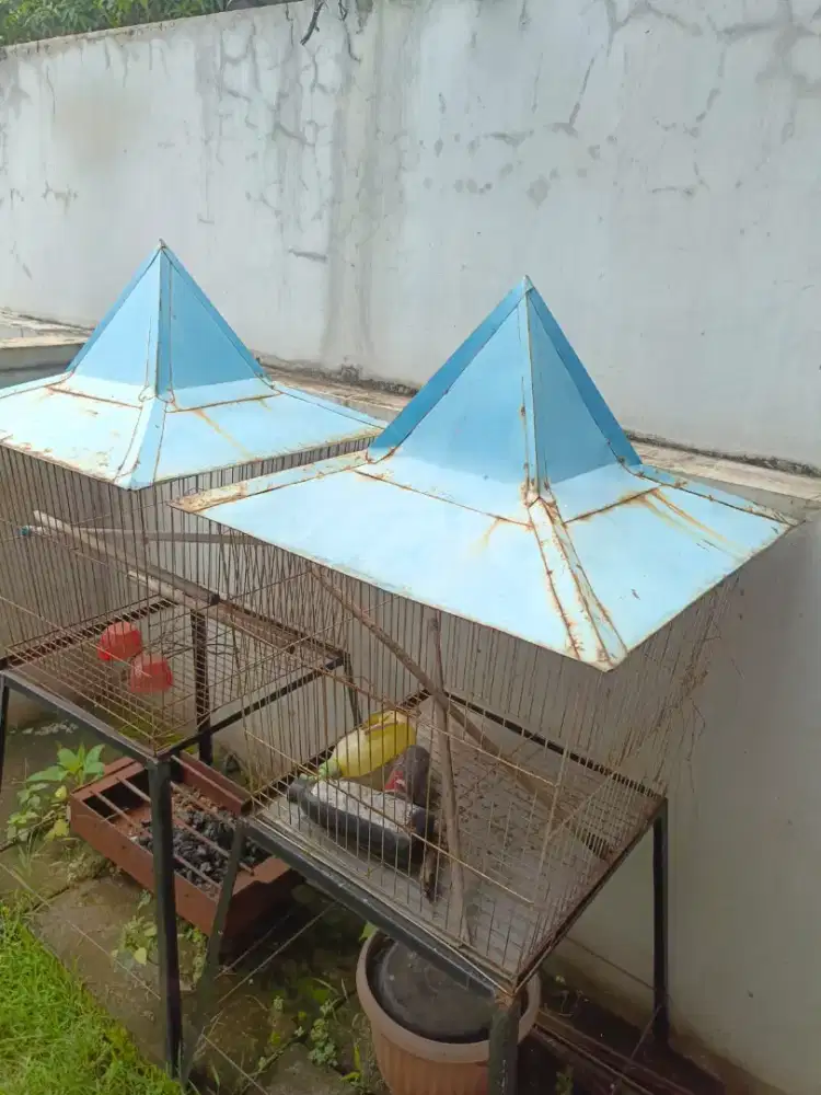 Kandang burung, burung beo