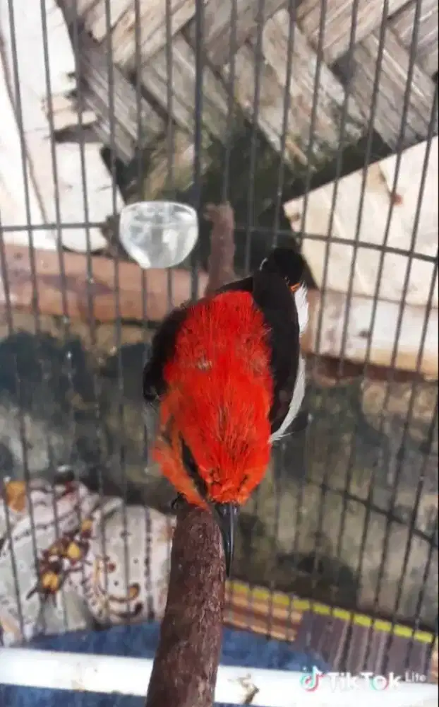 Bahan masteran mantap