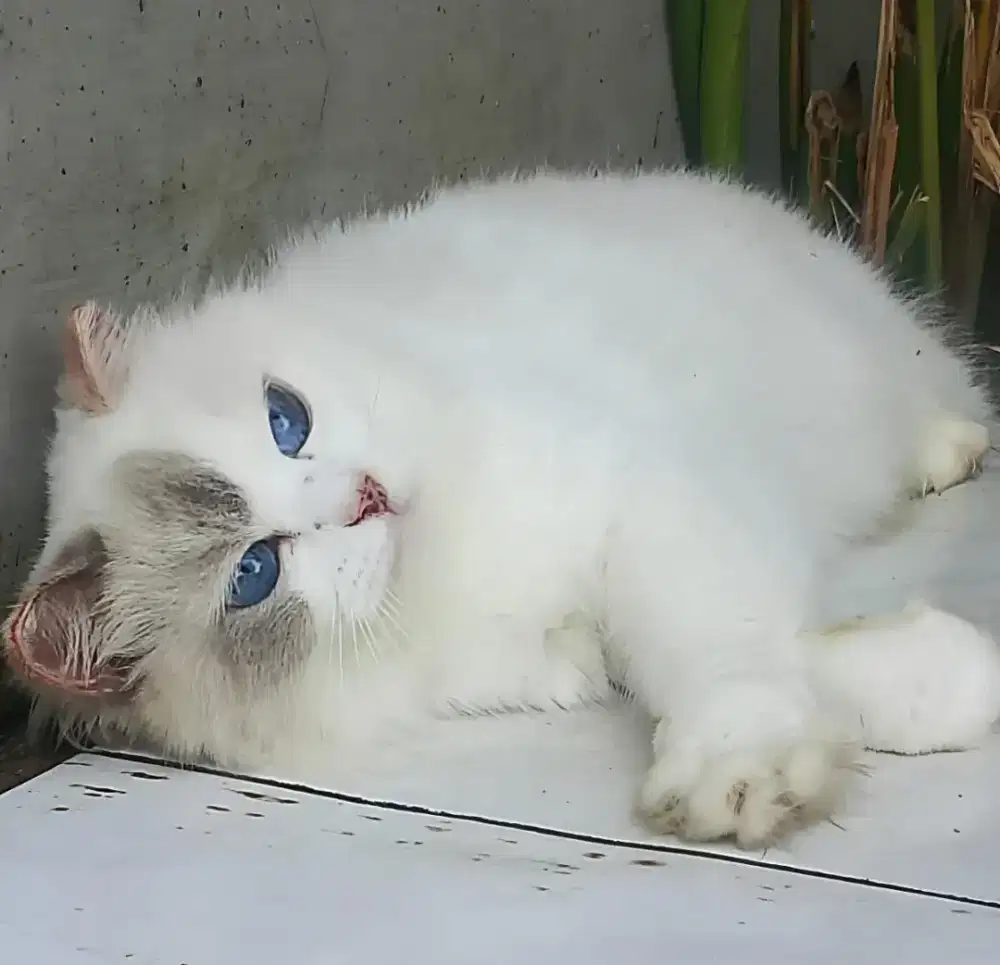 Ragdoll Betina Cantik Blue Eyes