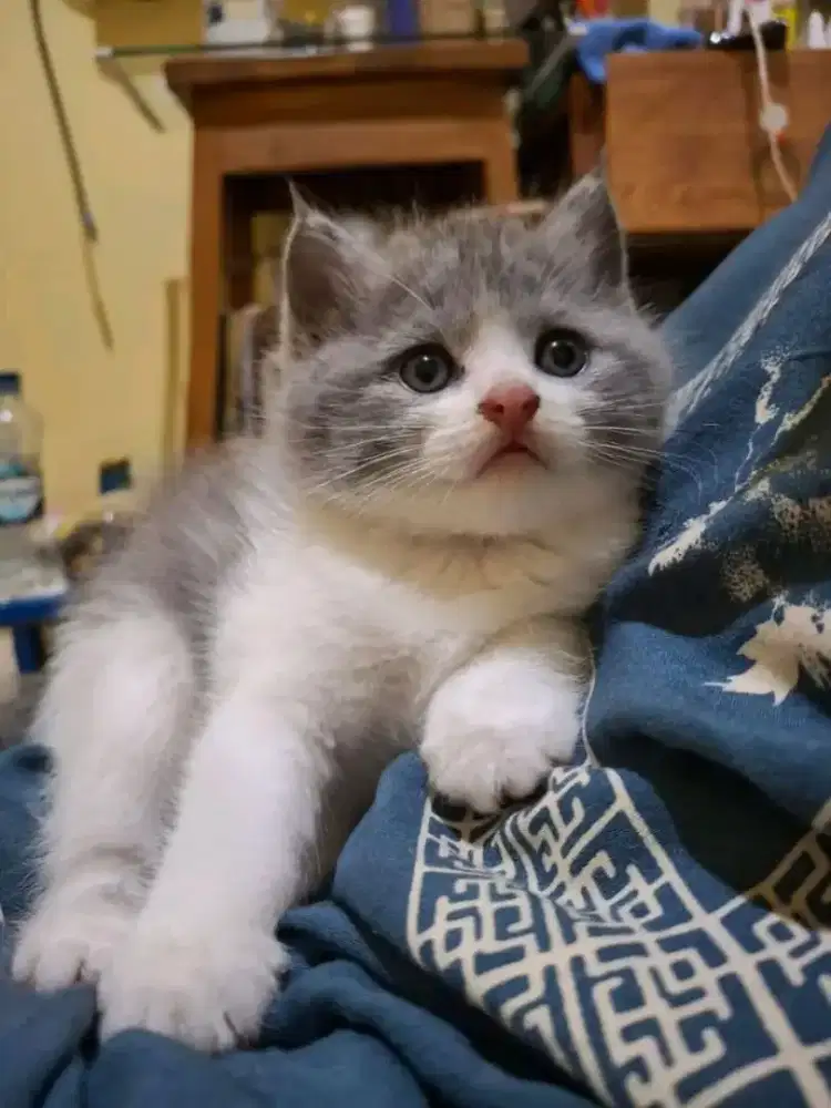 BSH Bicolor Female or Male Line Ped