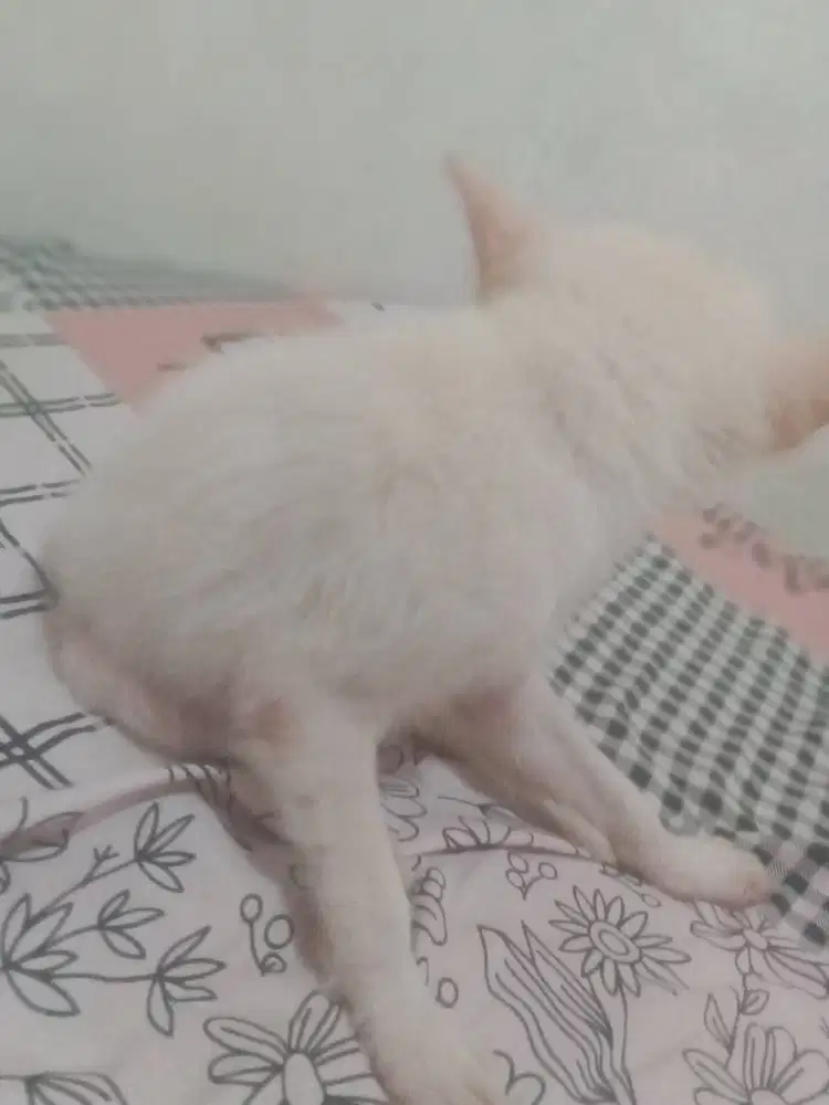 Bayi anjing kintamani usia 3 bulan