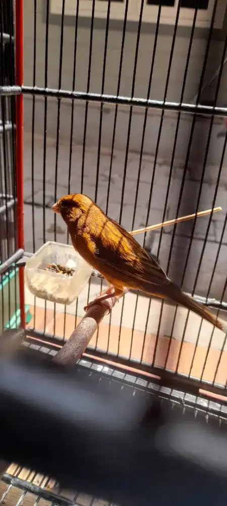 Burung kenari gacoran