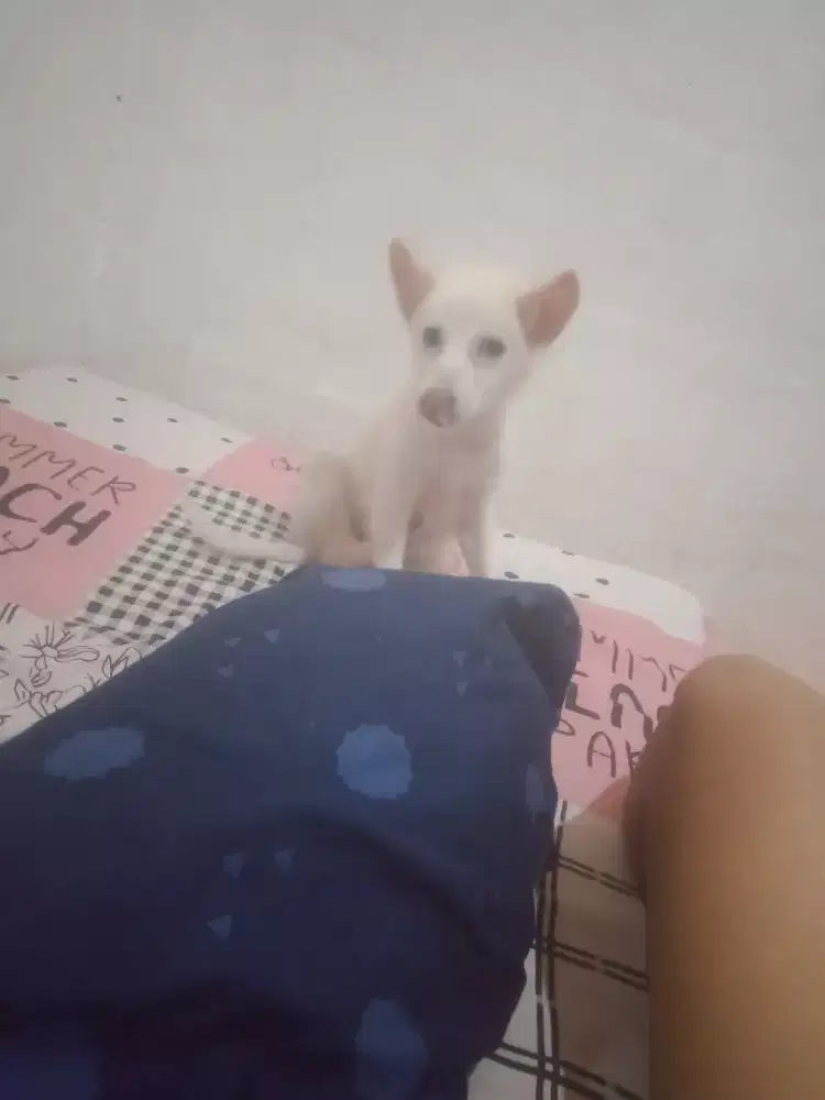 Anjing betina kintamani