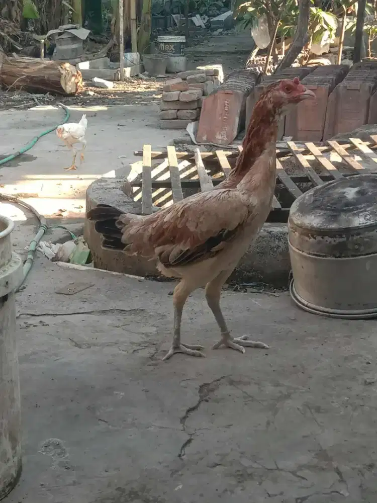 Ayam babon Pama cetak lari