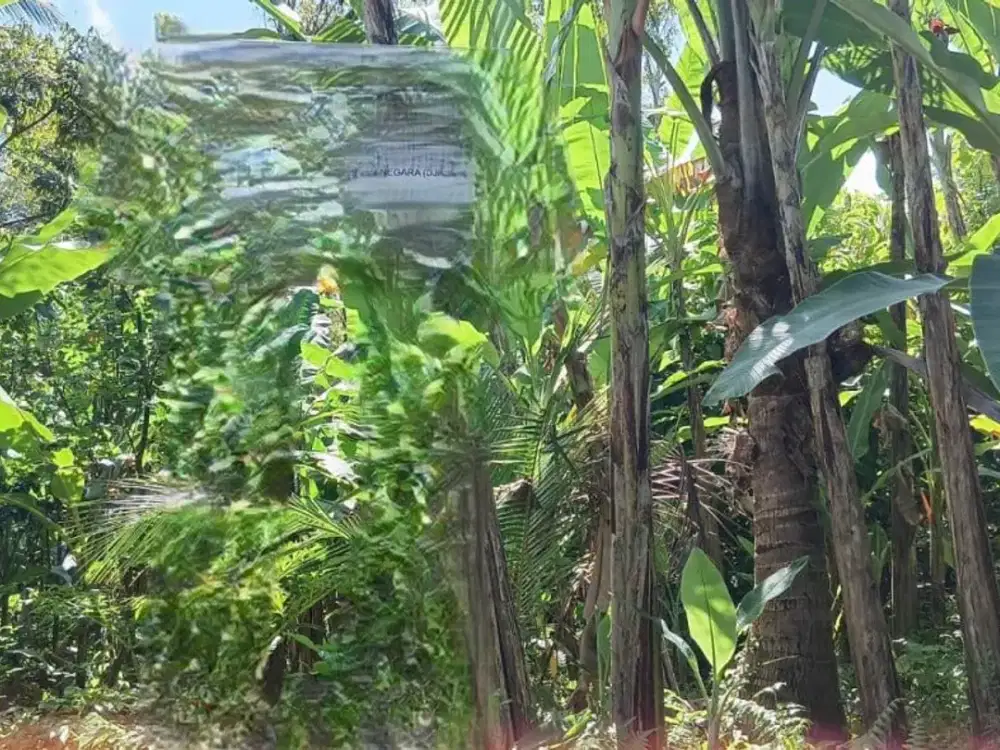 TANAH MEDEWI PEKUTATAN JEMBRANA BALI (JR597)