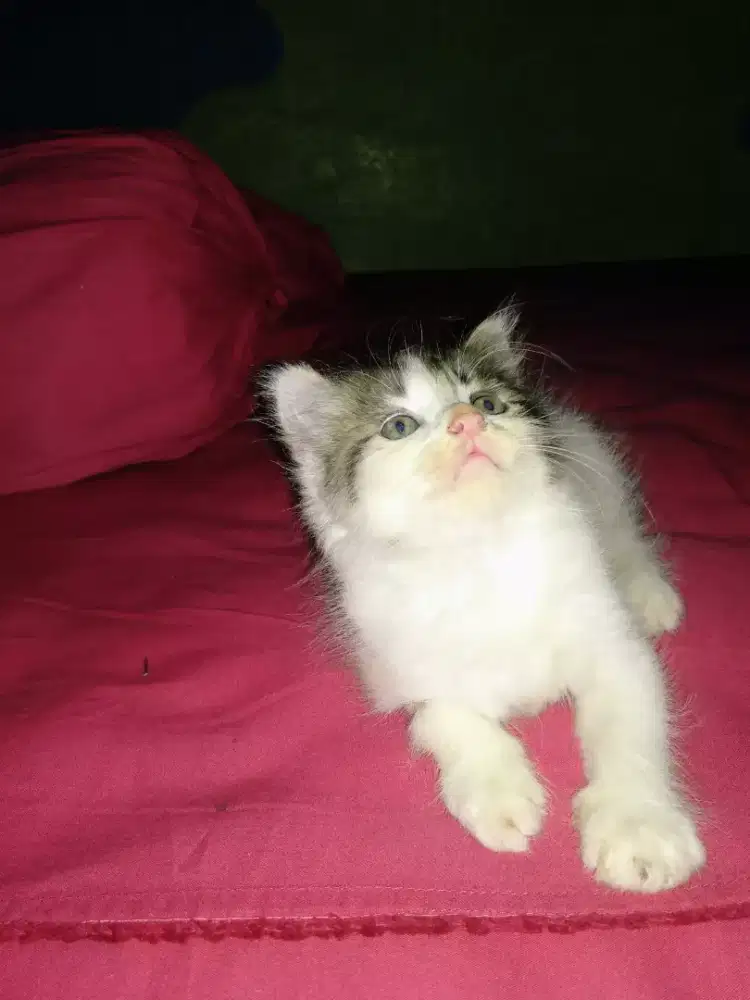 Kitten Persia 2 bulan