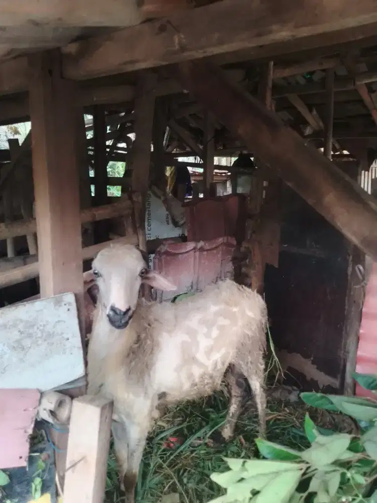 Kambing lanangan