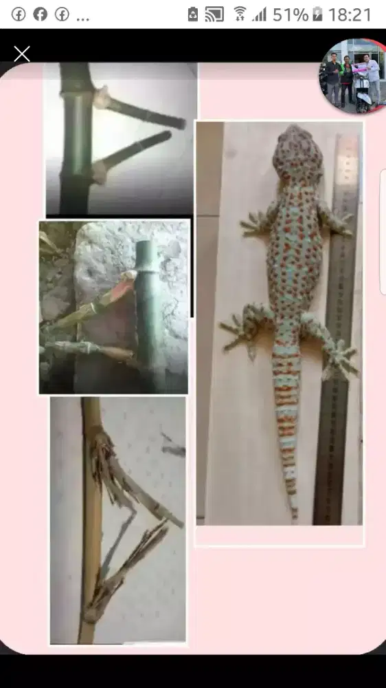 Dibutuhkan tokek besar Jabodetabek