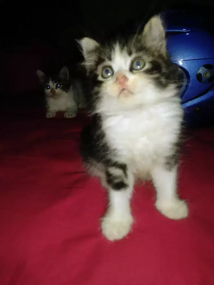 Kitten Persia 2 bulan