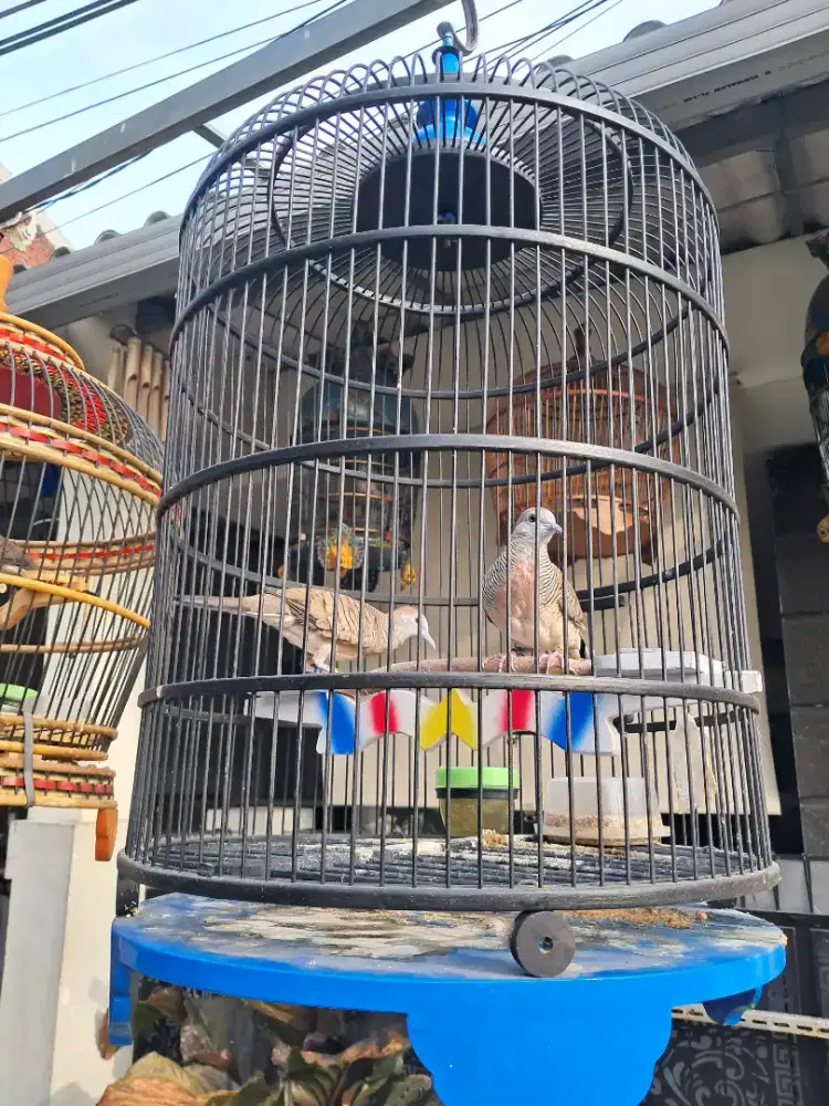 Perkutut Bangkok Jodohan