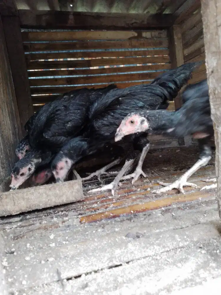 Ayam kampung hidup siap potong