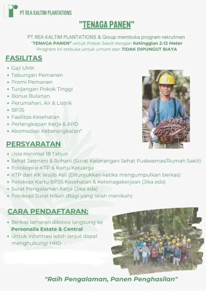 Perkebuban kelapa sawit kalimantan