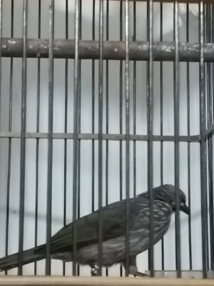 Burung Cica Rowo 1 pasang setelan