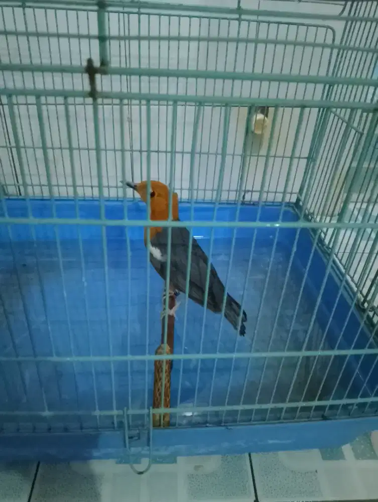 Anis merah bulu baru