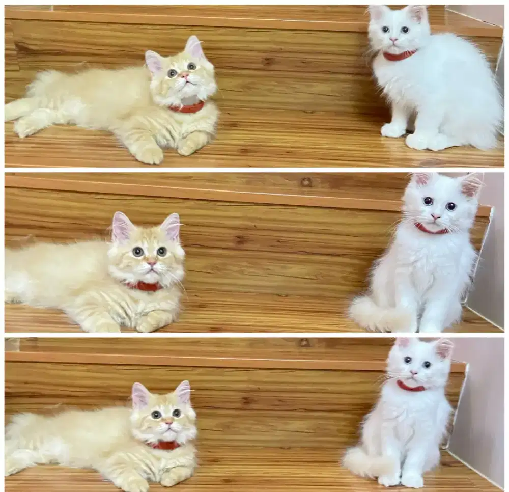 LA Kitten Mix Ragdoll