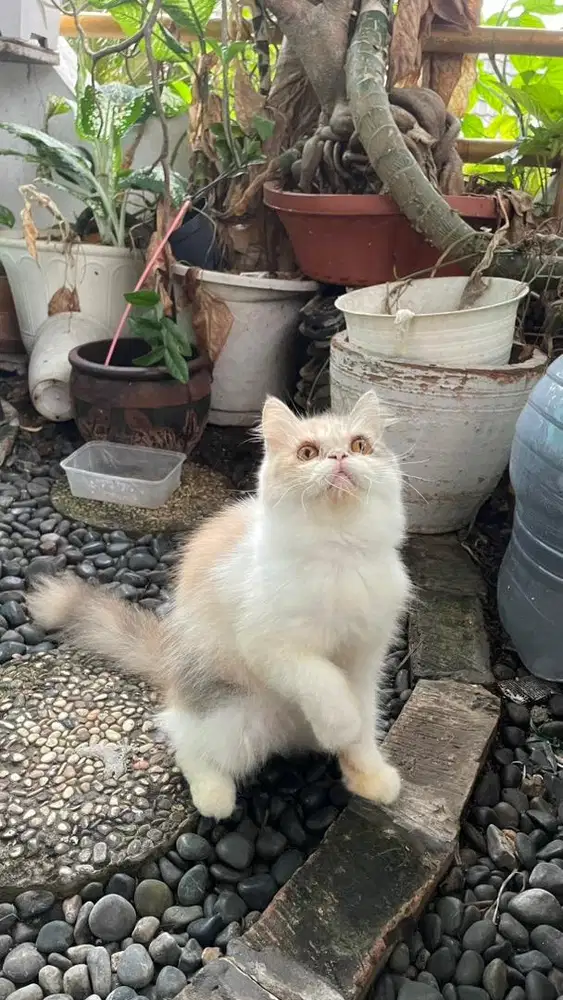 Betina peak hamil dengan munchkin