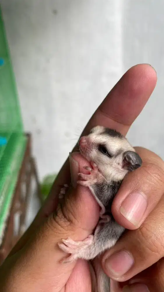 Sugar Glider Classic Grey & White Face