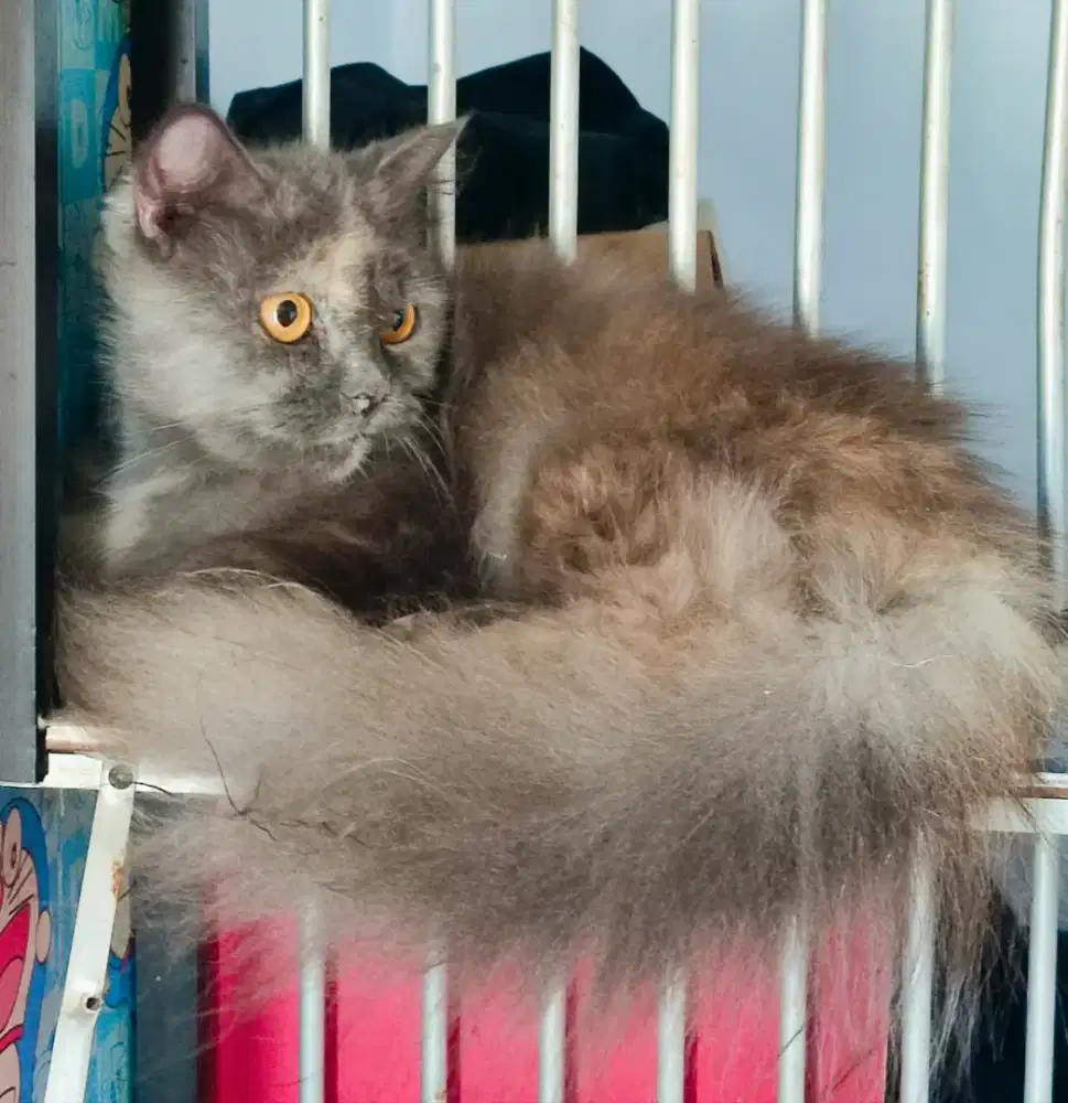 Kucing Betina dewasa proven INDUKAN