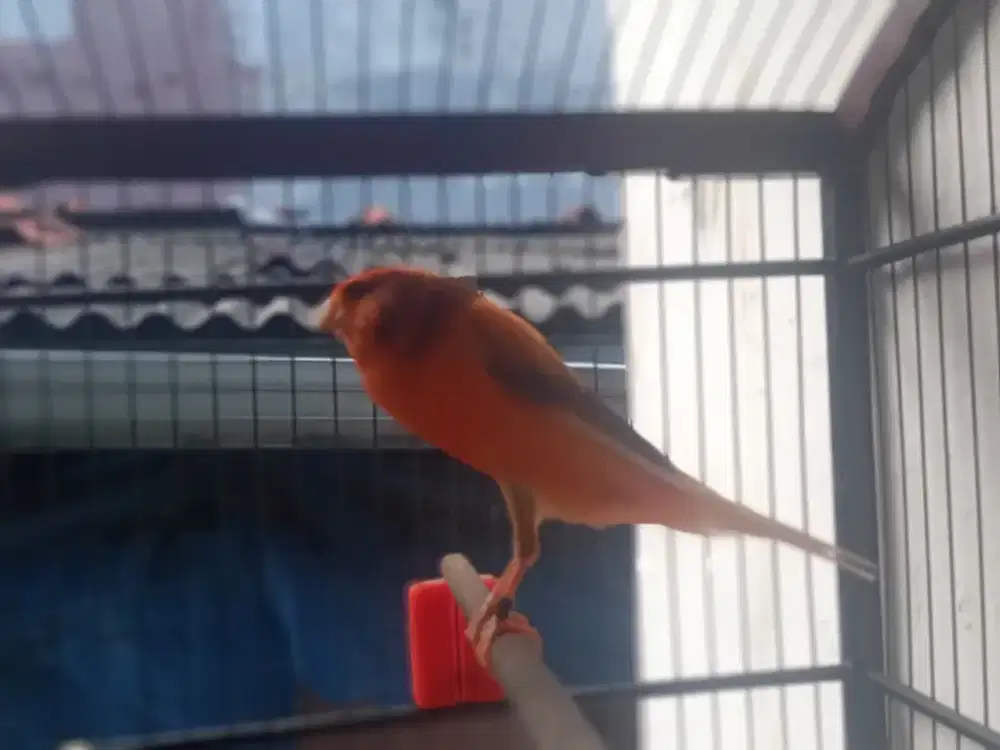 Kenari Ys foi 25 gacor