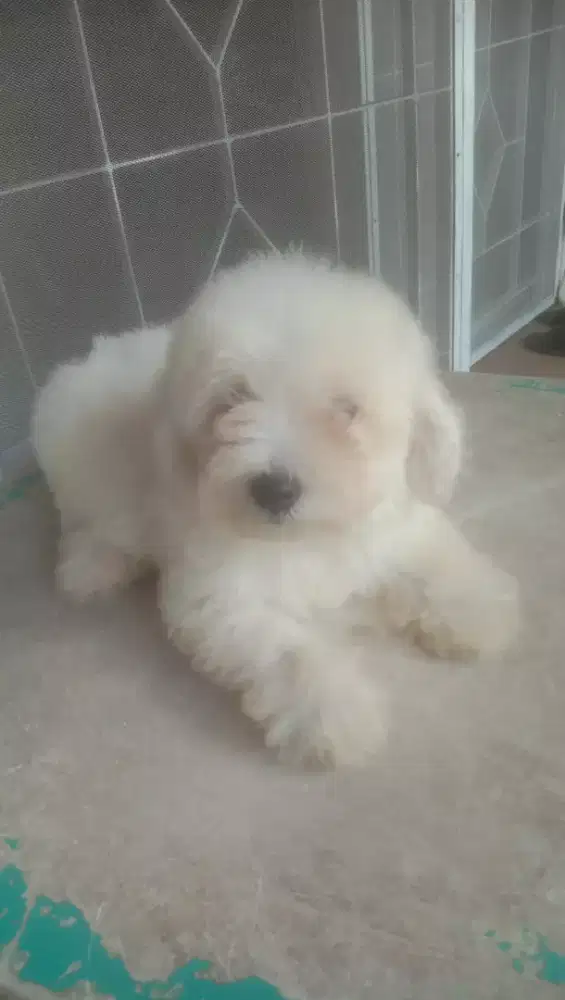 podle white jantan kosongan