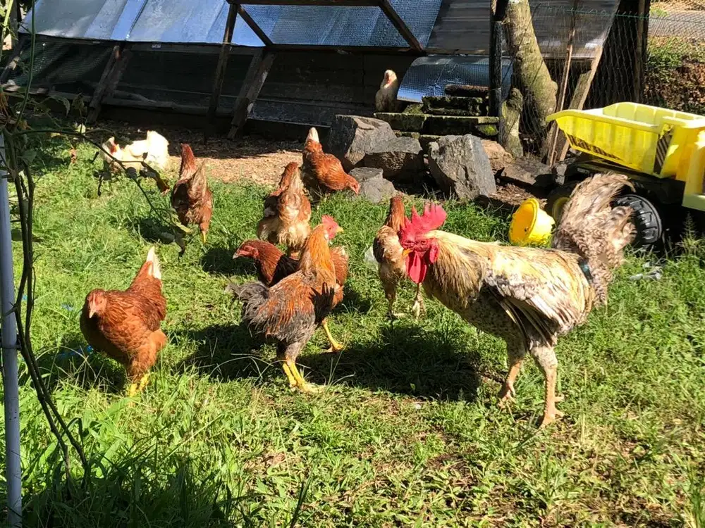 Ayam Petelur & KPU Jantan