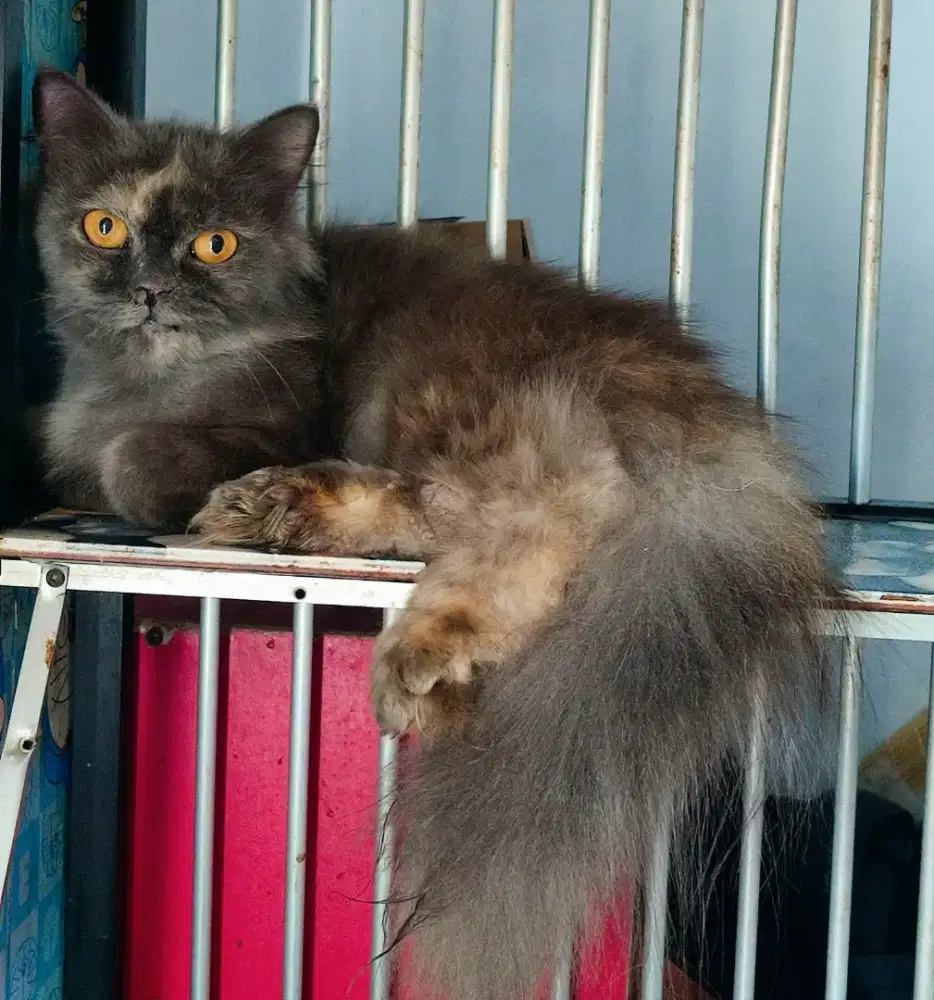 Kucing Persia Betina dewasa proven