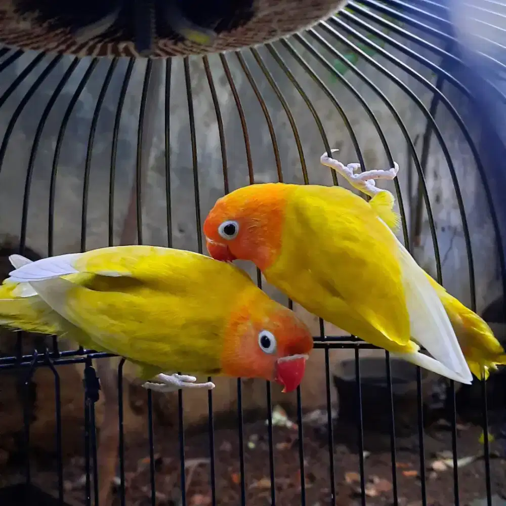 Sepasang pastel kuning remaja