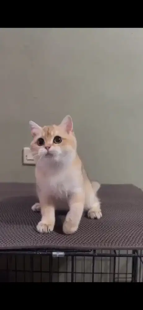 British shorthair golden NY12