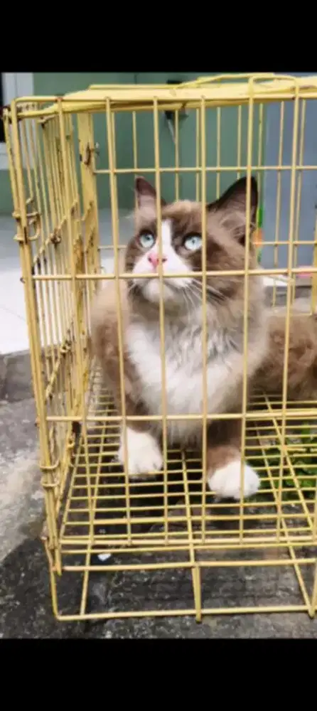 Ragdoll jantan simetris