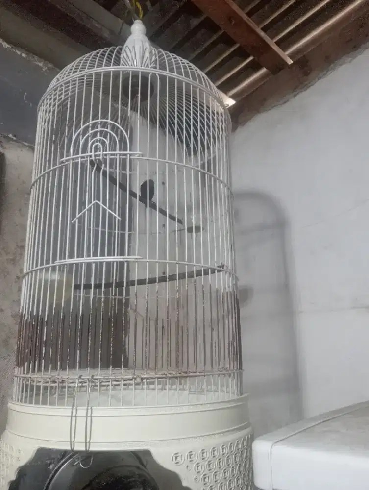 Jual aja gan Kolibri ninja dacok