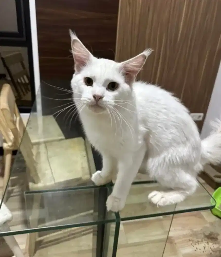 Mainecoon white solid