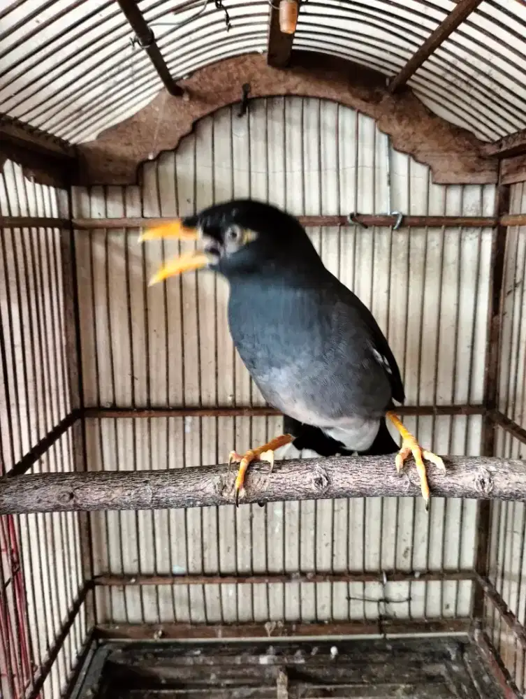 Jalak Hybrid Boni - Jantan