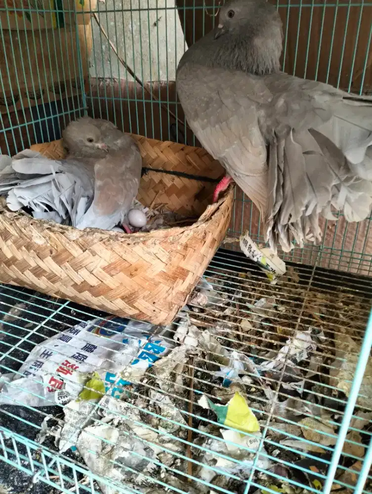 Merpati Kipas Silver Produksi - Jarang Ada