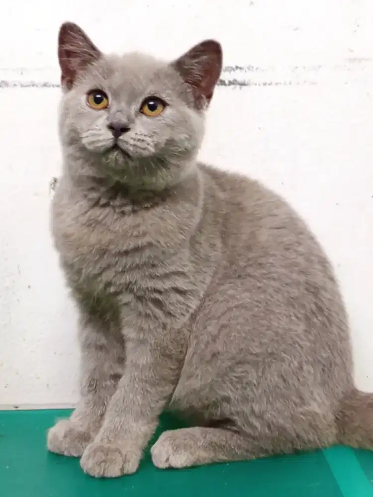 British Shorthair