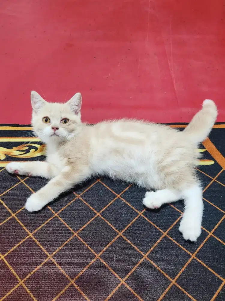 Kucing BSH non ped 3 bulanan jantan