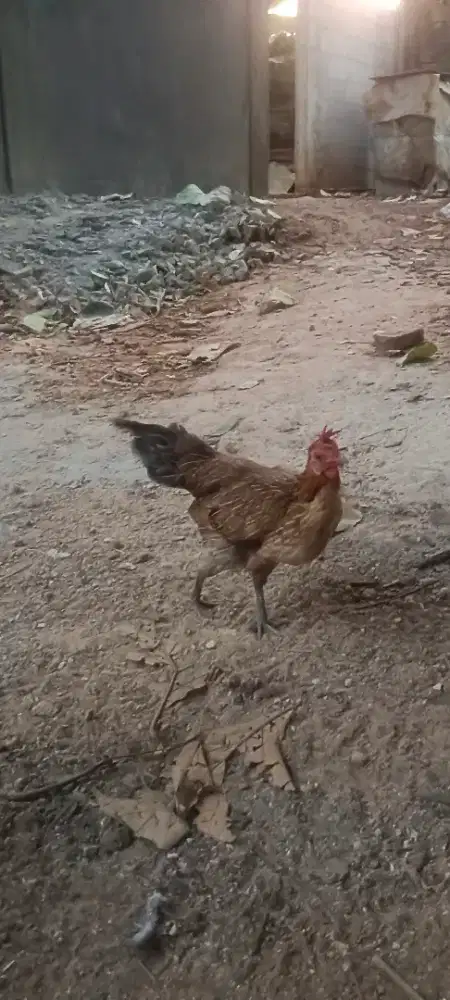 Jual ayam kampung