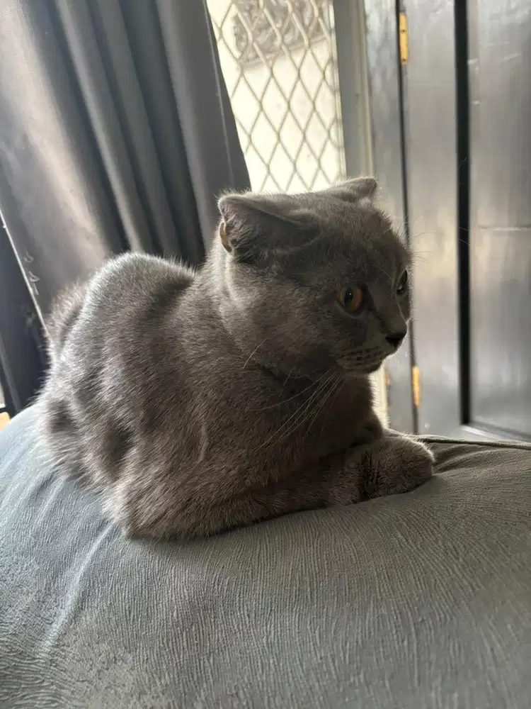 Indukan betina BSH scotish fold