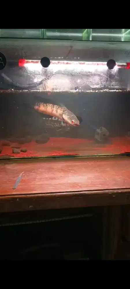 CHANNA RED BARITO SIZE 35CM UP