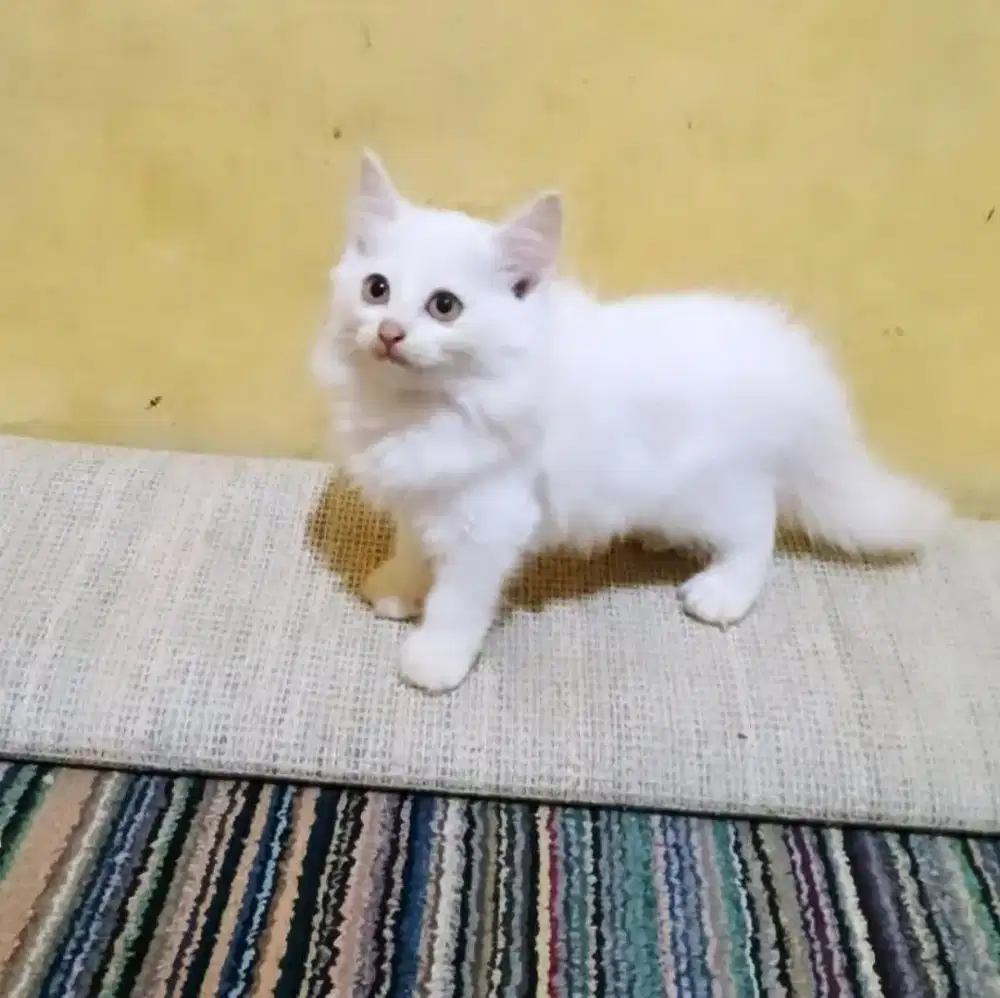 Kucing Persia Medium White Solid Betina