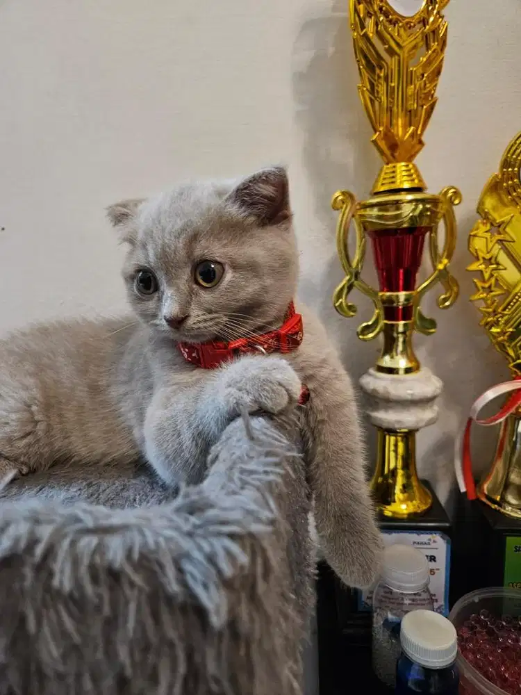 Kitten BSH kuping scotish fold warna lilac