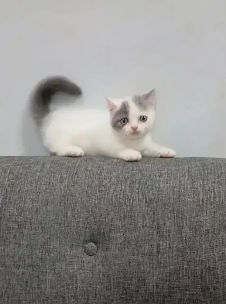 MUNCHKIN BSH BLUE HARLEQUEN