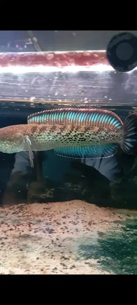 CHANNA STEWARTI 18CM UP