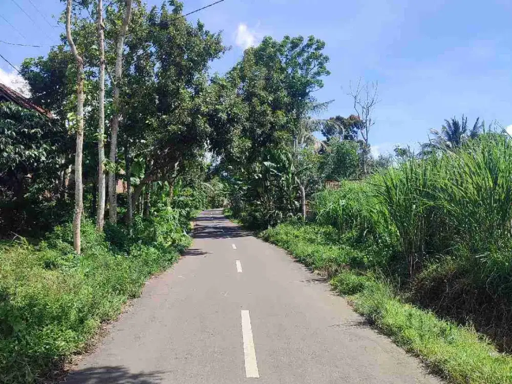 DIJUAL kebun tebu di Bondowoso