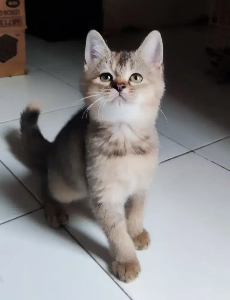 Kitten bsh ns black golden