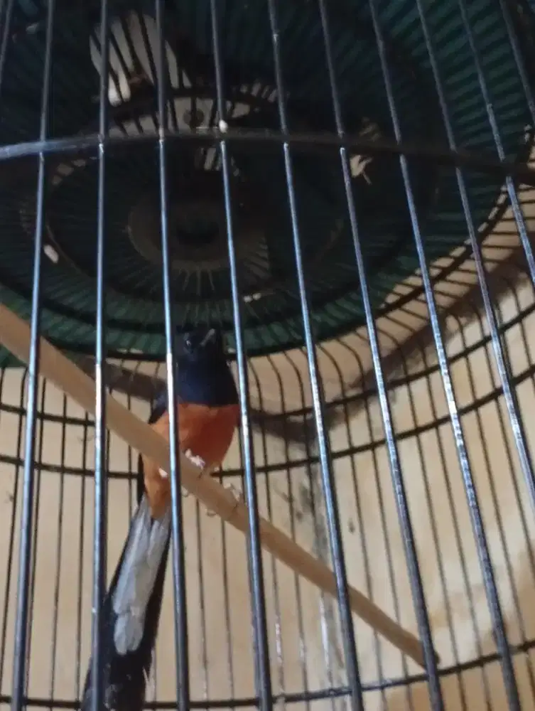 Murai Medan ternakan