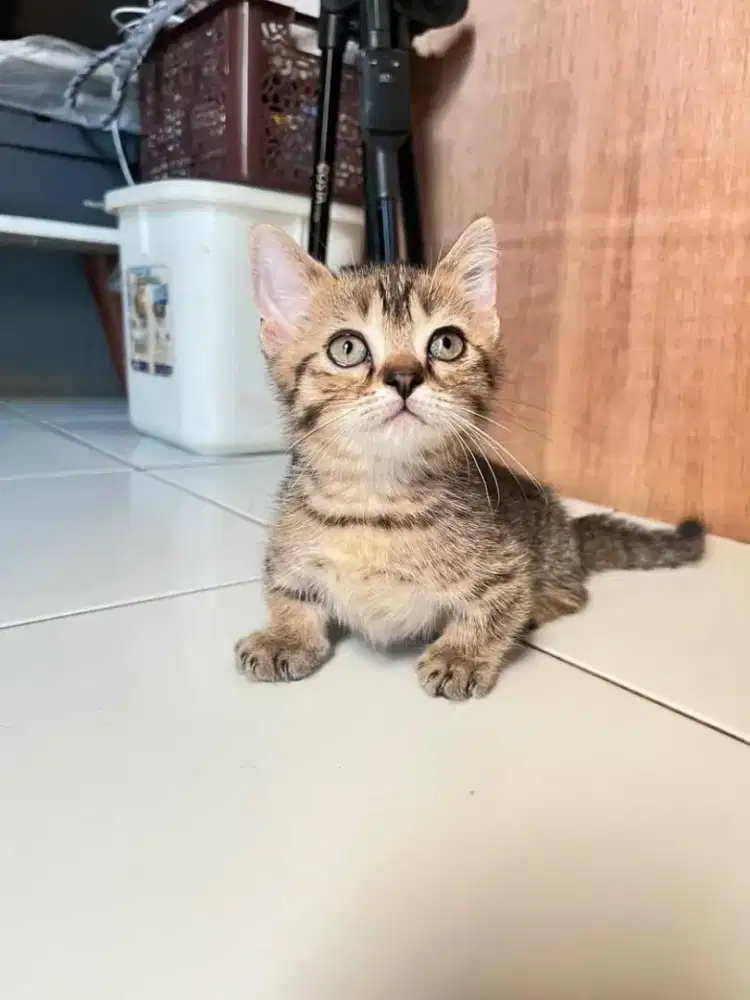 Kitten munchkin bsh top standar