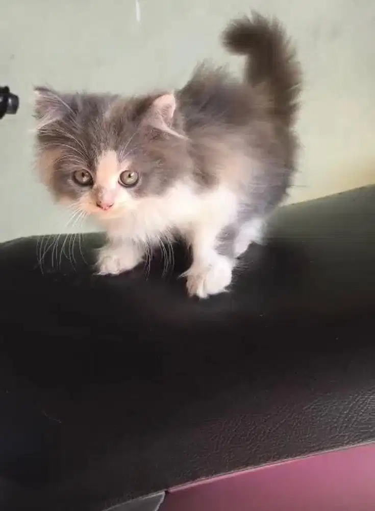 Kitten persia medium betina