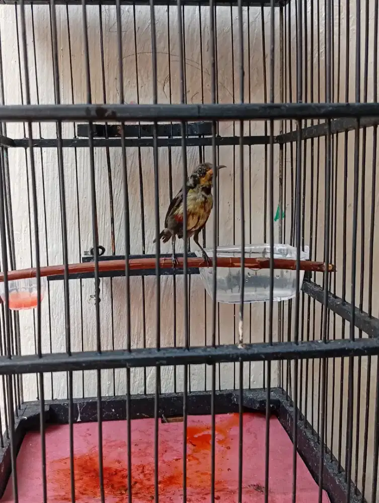 Konin trotol ori aceh