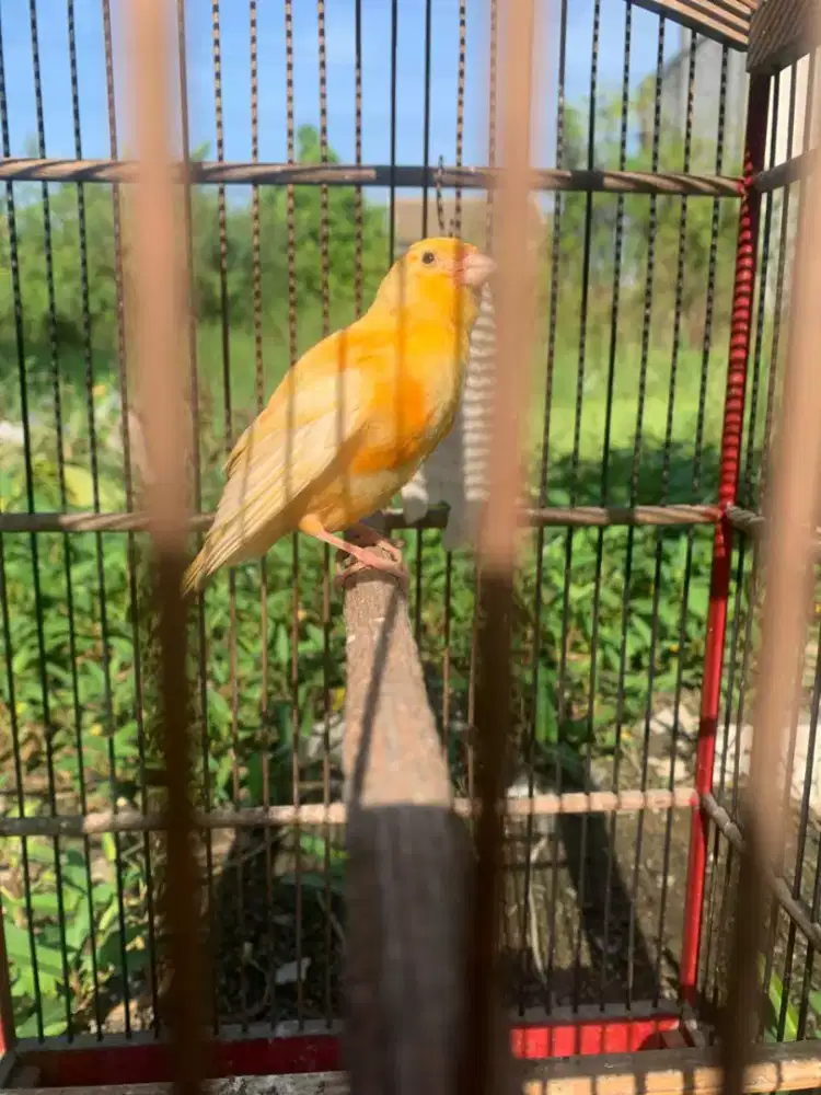 Kenari paud trah MERLOK JANTAN 100%